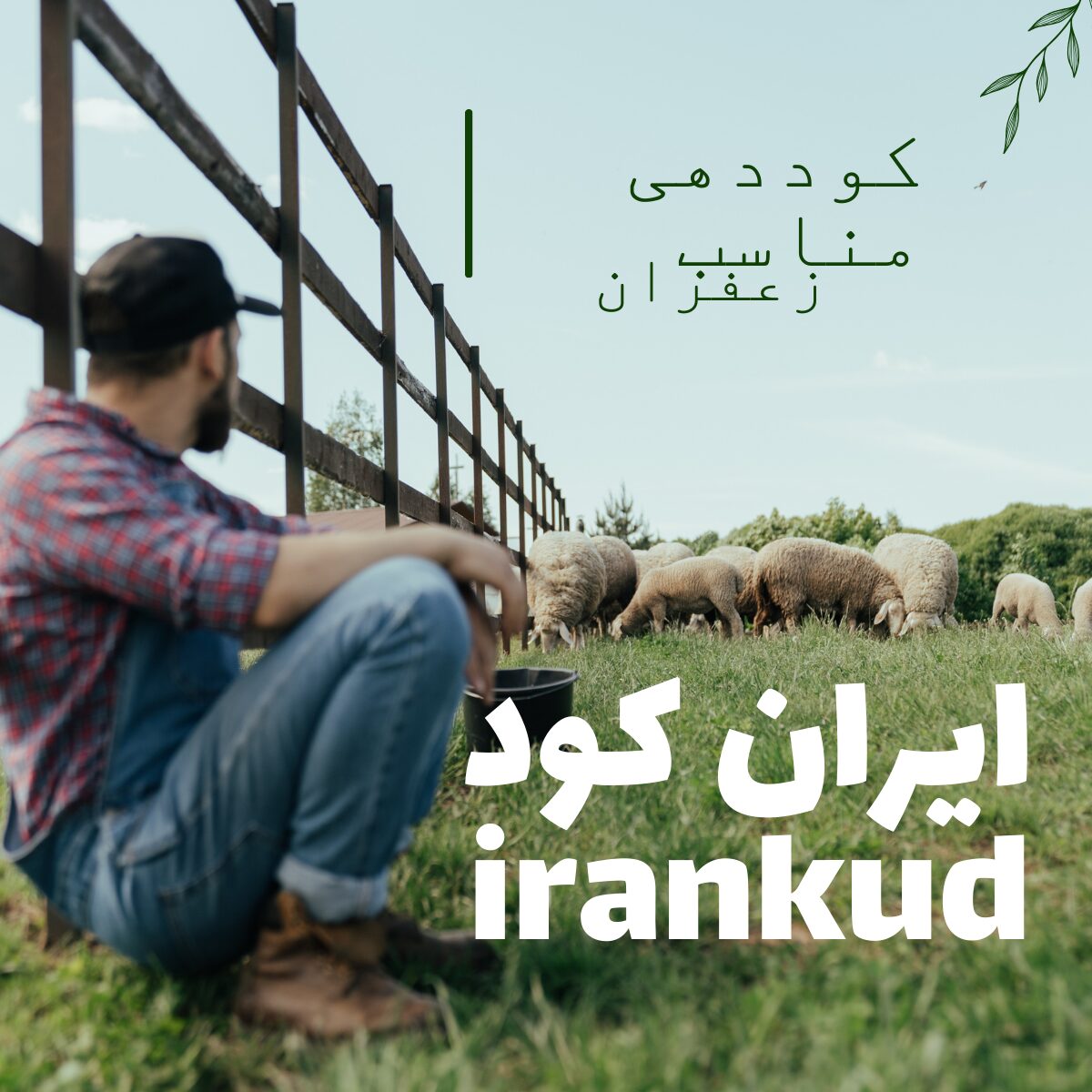 راز کوددهی زعفران و شوک مناسب زعفران.