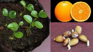 تکثیر درخت پرتقال توسط استفاده مستقیم از بذر