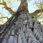 کود درخت صنوبر - Cottonwood