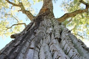 کود درخت صنوبر - Cottonwood