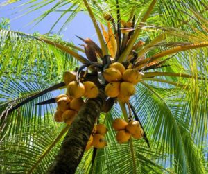 کود درخت نارگیل - Coconut tree fertilizer