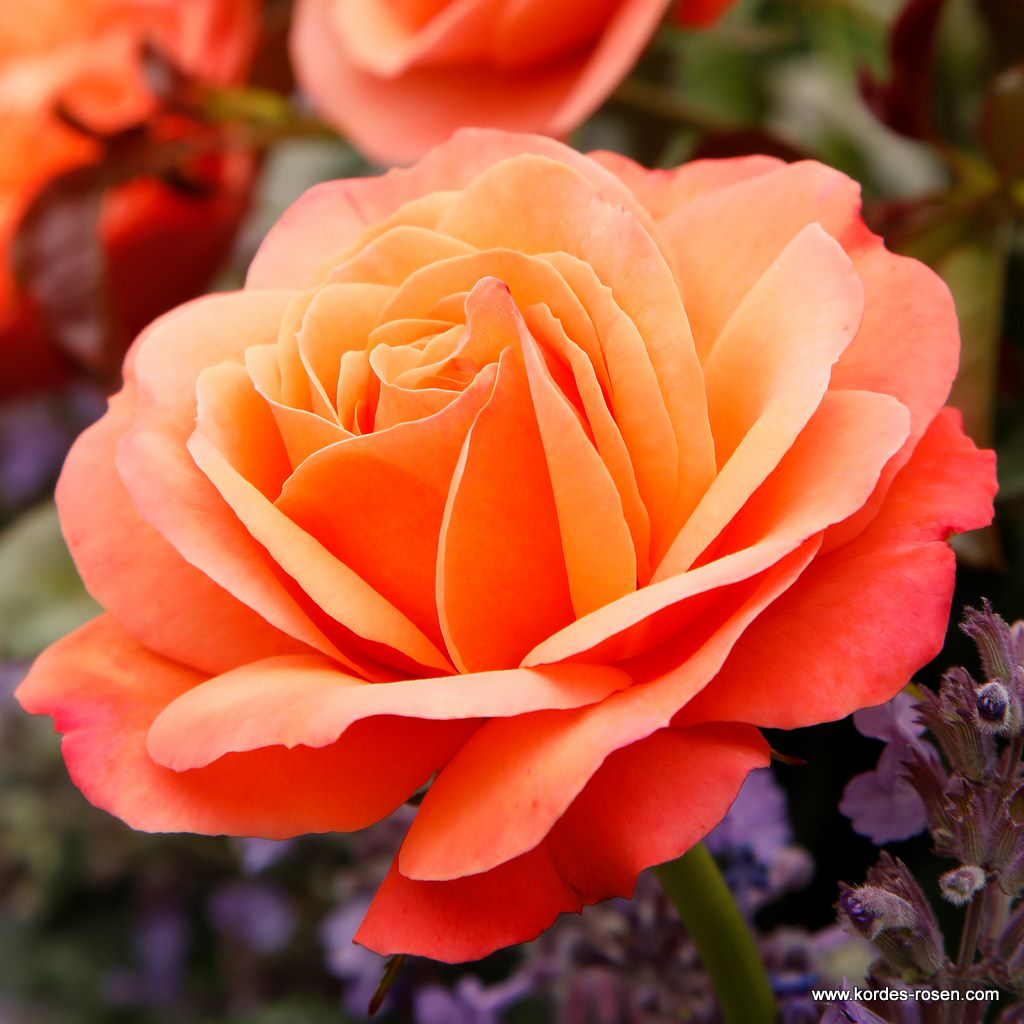 گل رز - تاثیر اسید هیومیک بر گل رز