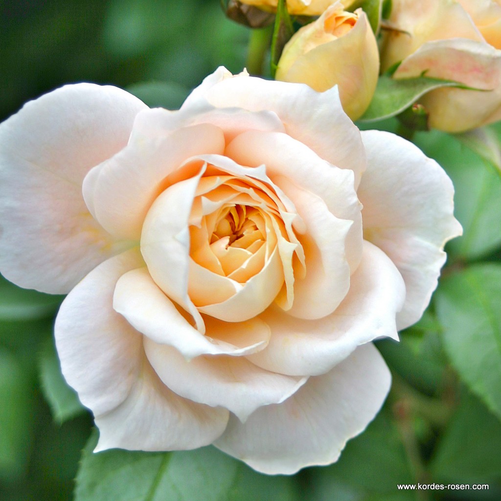 گل رز - تاثیر اسید هیومیک بر گل رز