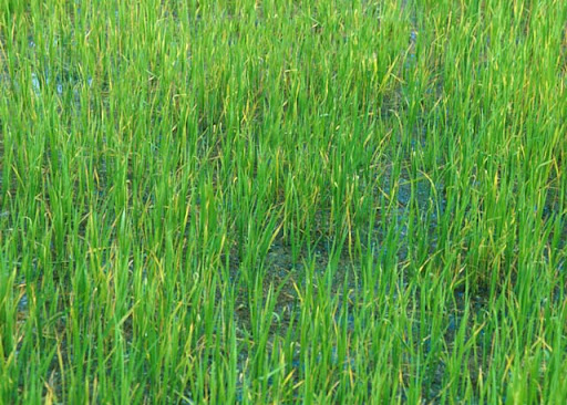 علایم کمبود فسفر در برنج