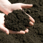 بررسی علل شوری خاک و عوامل موثر جهت از بین بردن آن