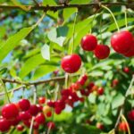 اسید هیومیک برای درخت گیلاس