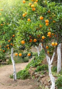 اسیدهیومیک برای درخت پرتقال