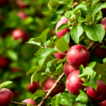 اسید هیومیک برای درخت سیب