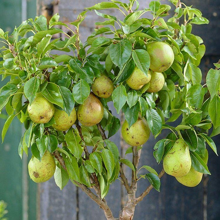 اسید هیومیک برای درخت گلابی