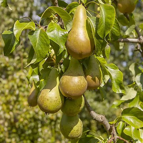 اسید هیومیک برای درخت گلابی