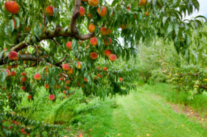 اسید هیومیک برای درخت هلو