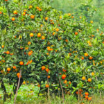 اسیدهیومیک برای درخت پرتقال