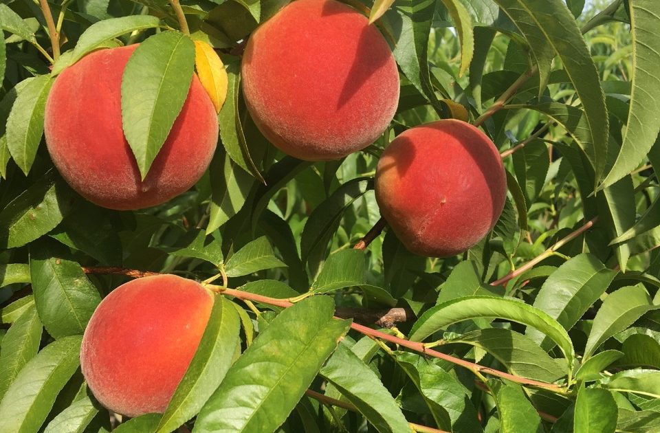 اسید هیومیک برای درخت هلو
