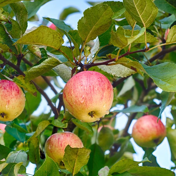 کامل ترین کود برای درخت سیب