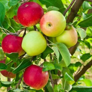 بهترین کود برای درختان سیب در بهار
