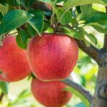 کود کامل شوک 10x برای سیب