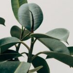 آشنایی با کود گیاه فیکوس برگ ویولونی
