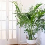 کود کامل 10Xshock برای گیاهان آپارتمانی