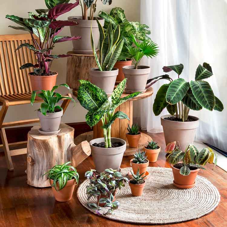 کود کامل ده ایکس برای گیاهان آپارتمانی