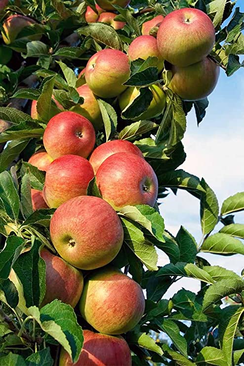 خرید کود باردهی برای درخت سیب