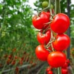 کود کلسیم مایع شوک برای گوجه فرنگی