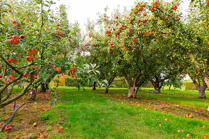 کود کلسیم برای درخت سیب