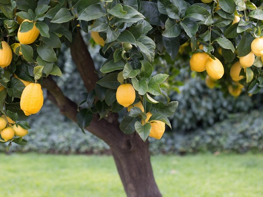 علت ریزش برگ‌های درخت لیمو