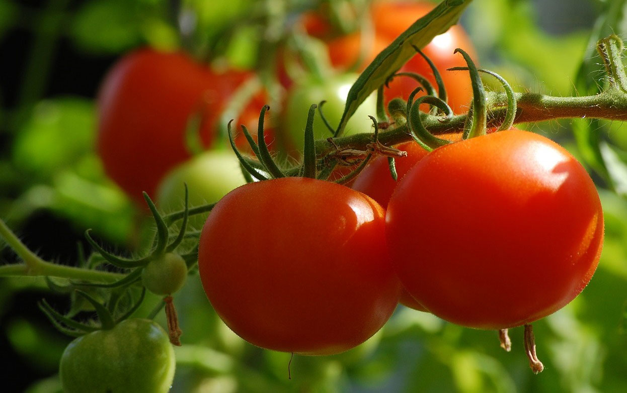 کود کلسیم مایع شوک برای گوجه فرنگی