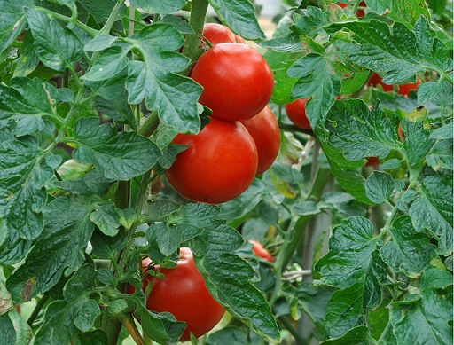 https://irankud.com/wp-content/uploads/2022/04/tomatoes-picture.jpg