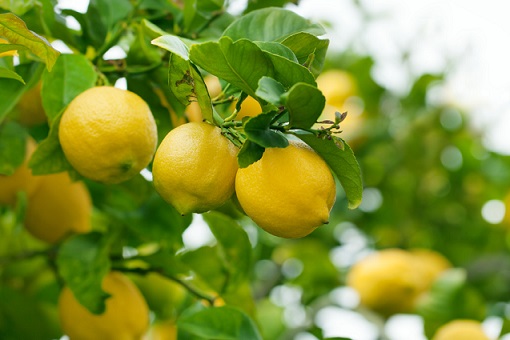 علت ریزش برگ‌های درخت لیمو