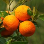 تاثیر فروت ست بر روی درخت نارنج