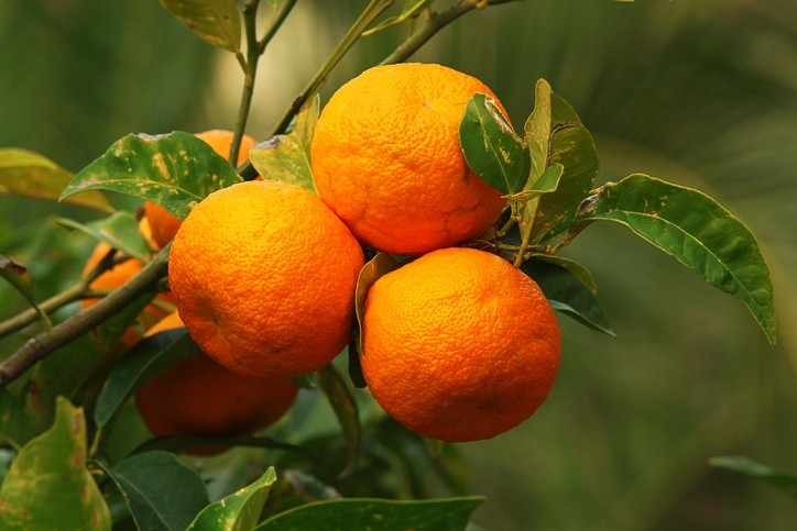 تاثیر فروت ست بر روی درخت نارنج