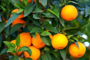 نقش کود k60 برای درخت پرتقال 