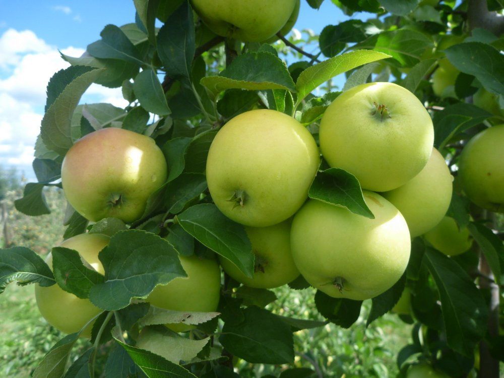 کود پتاس بالا برای میوه درخت سیب