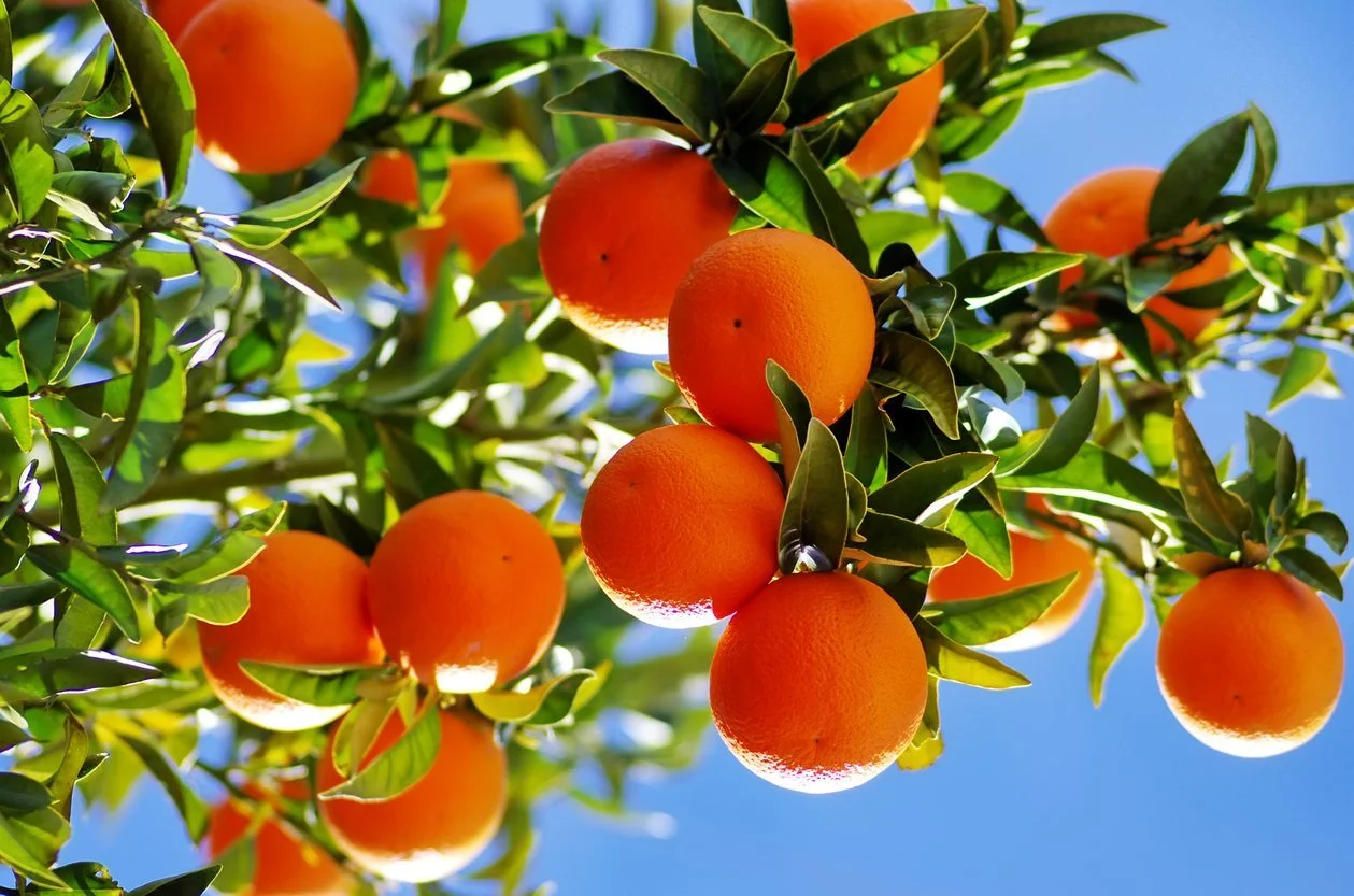 نقش کود k60 برای درخت پرتقال 
