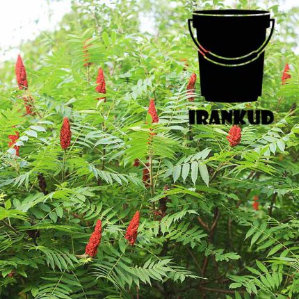 درخت سماق در کجا میروید؟
