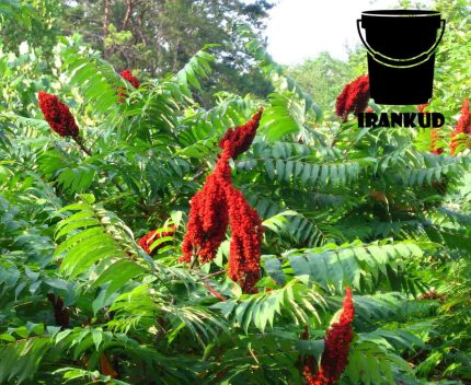 درخت سماق در کجا میروید؟