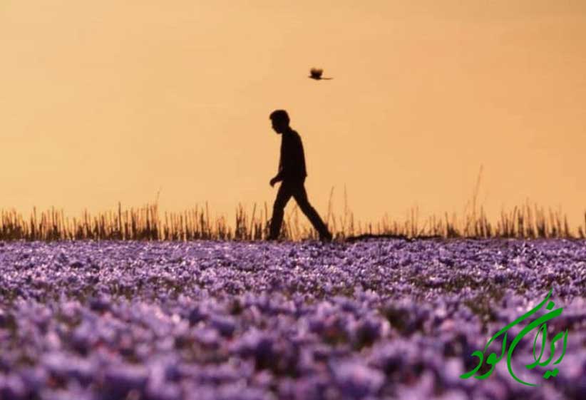 کود شگفت انگیز زعفران