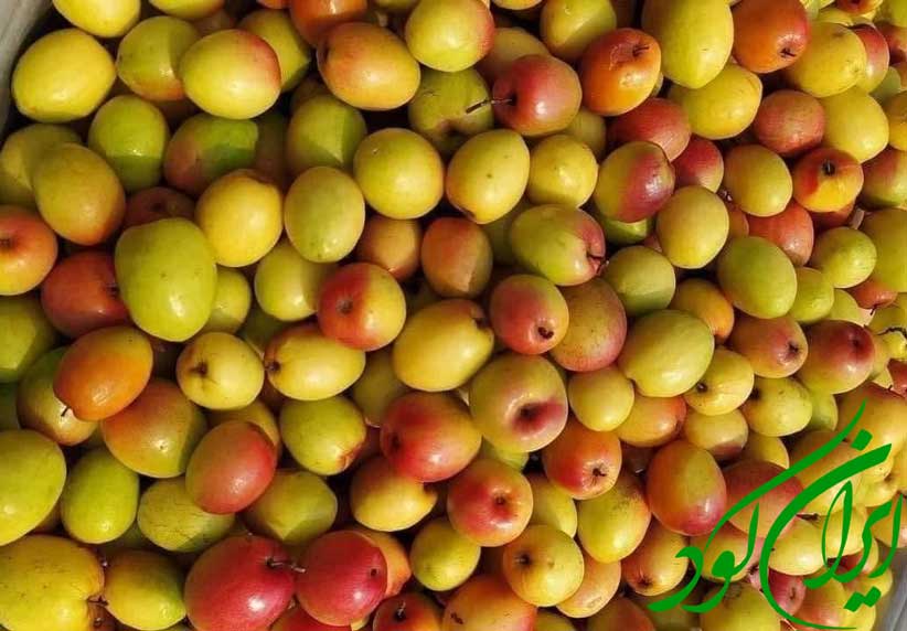 کاشت درخت کنار
