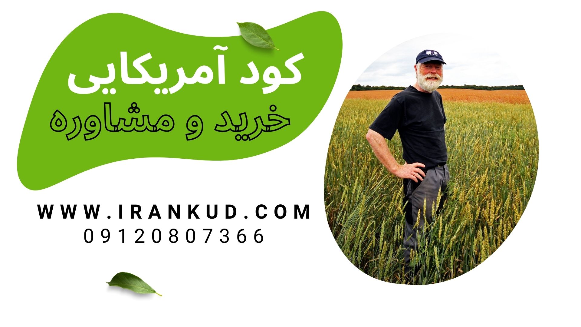 کود آمریکایی زعفران