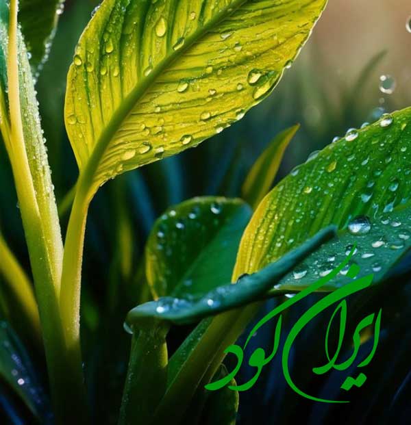 افزایش میزان گلدهی گیاهان بوته ای