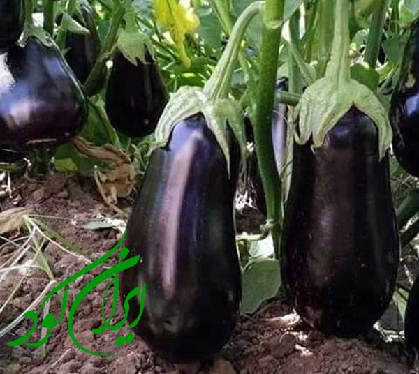 افزایش میزان گلدهی گیاهان بوته ای