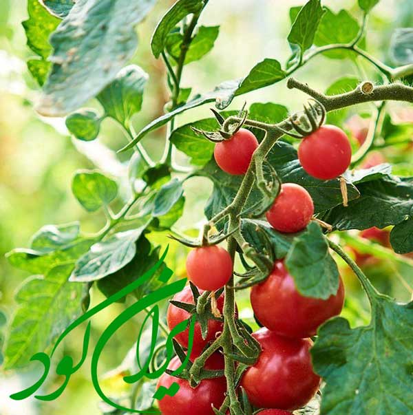 افزایش میزان گلدهی گیاهان بوته ای