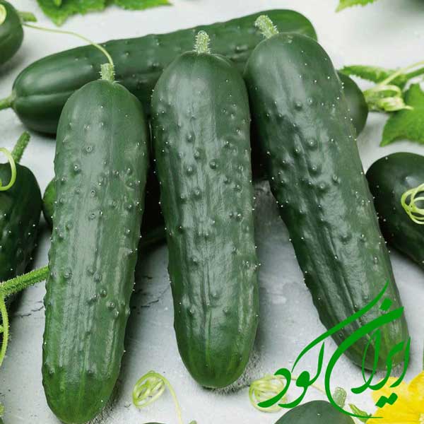نحوه مصرف کود مرغی برای خیار