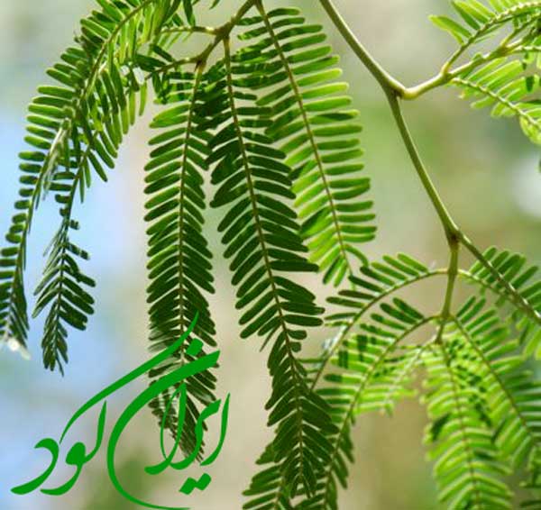 همه چیز درباره درخت کهور، نحوه کاشت و نگهداری