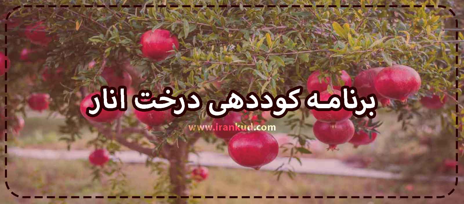 برنامه-کوددهی-درخت-انار-ایران-کود