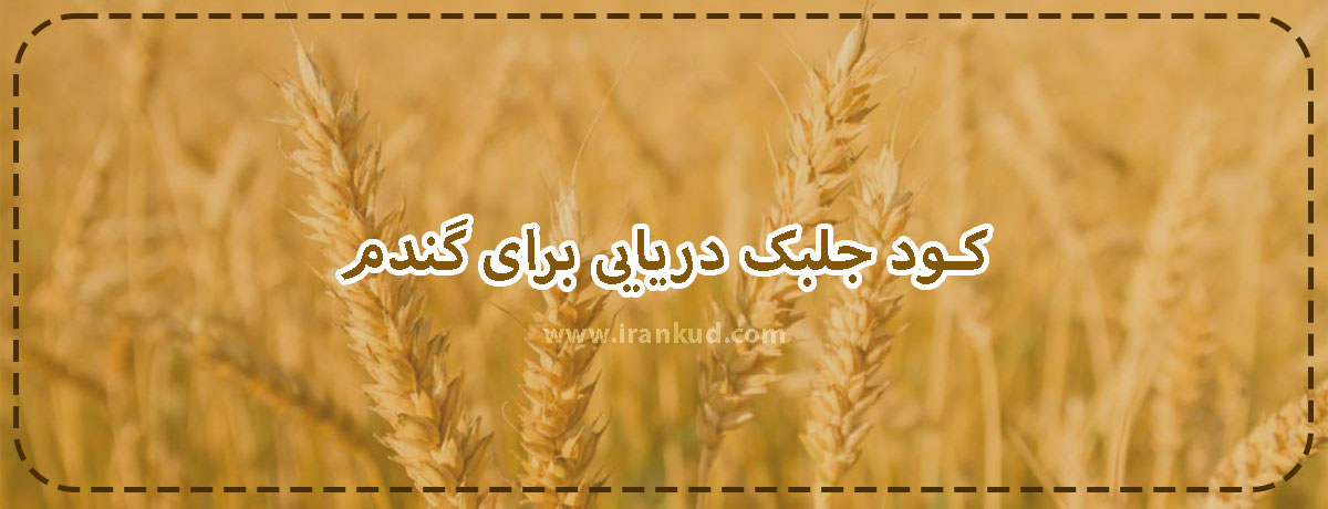 کود-جلبک-دریایی-برای-گندم-ایران-کود